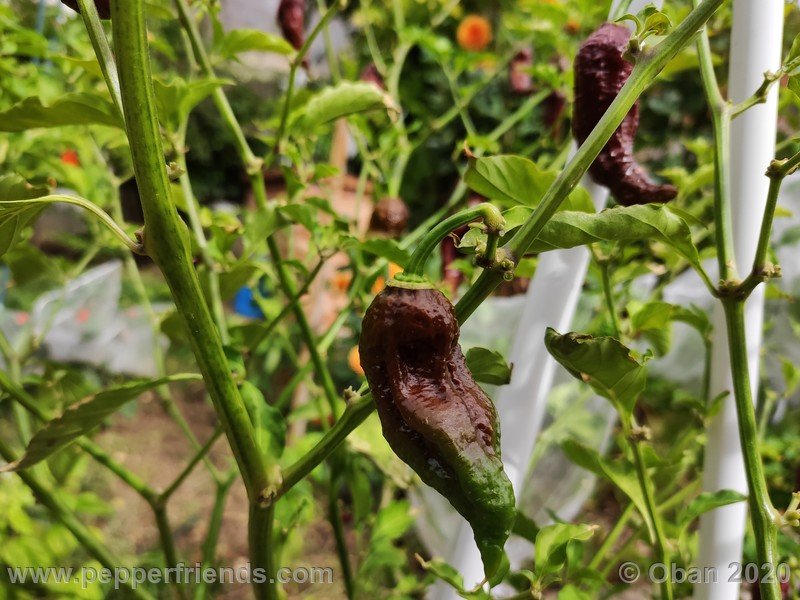 bhut-jolokia-chocolate_005_frutto_29.jpg