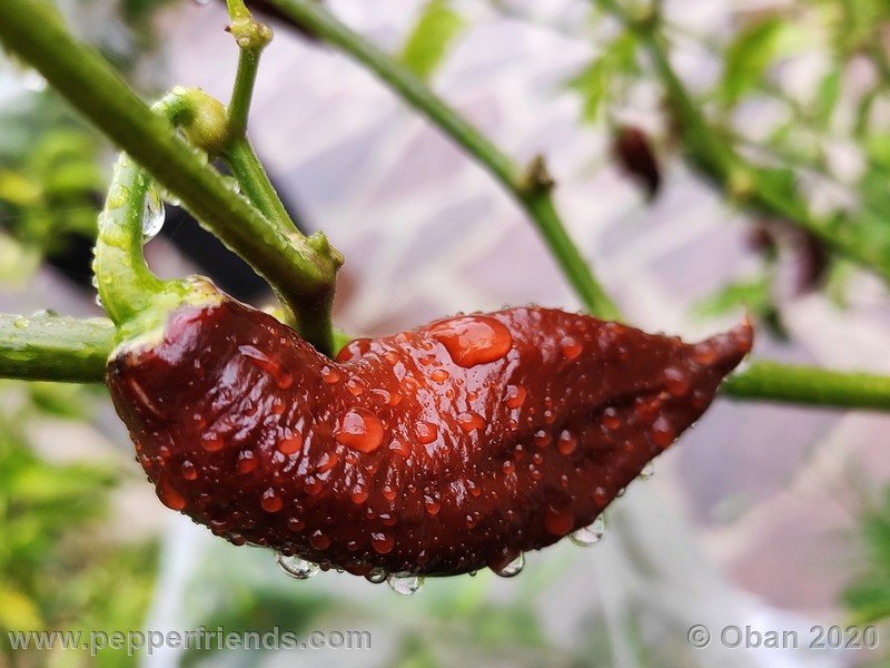 bhut-jolokia-chocolate_005_frutto_30.jpg