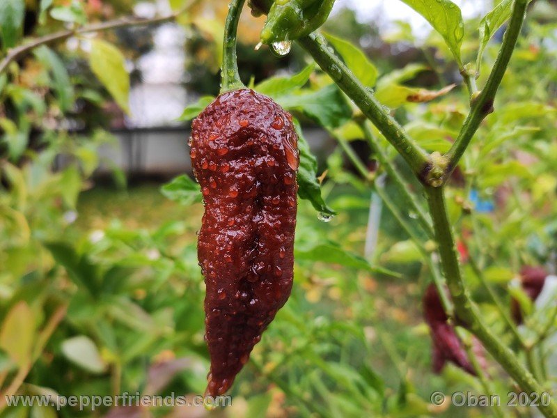 bhut-jolokia-chocolate_005_frutto_31.jpg