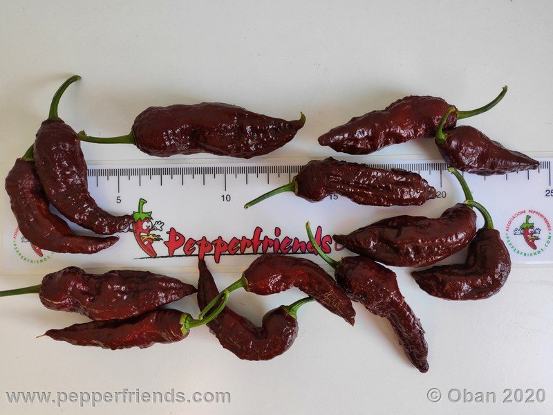 bhut-jolokia-chocolate_005_frutto_32.jpg