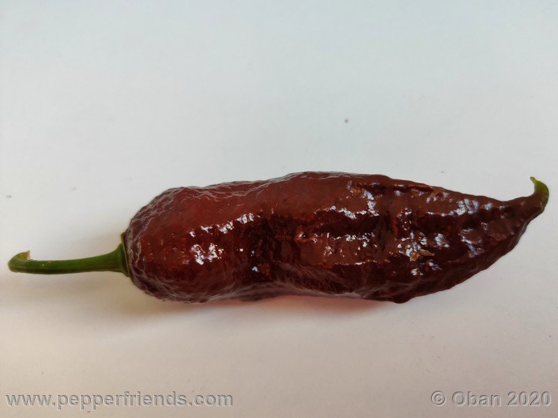 bhut-jolokia-chocolate_005_frutto_33.jpg