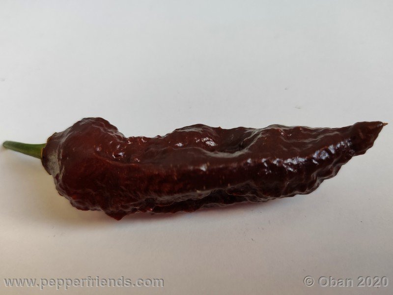 bhut-jolokia-chocolate_005_frutto_34.jpg