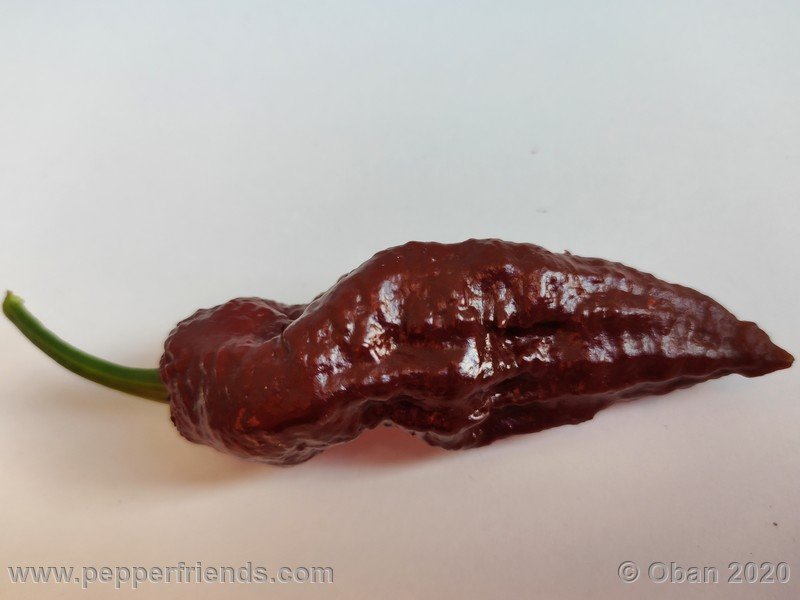 bhut-jolokia-chocolate_005_frutto_35.jpg