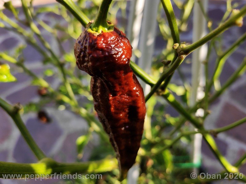 bhut-jolokia-chocolate_005_frutto_36.jpg