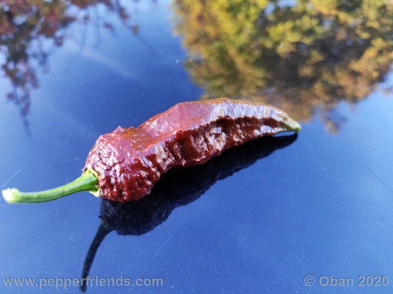 bhut-jolokia-chocolate_005_frutto_38.jpg