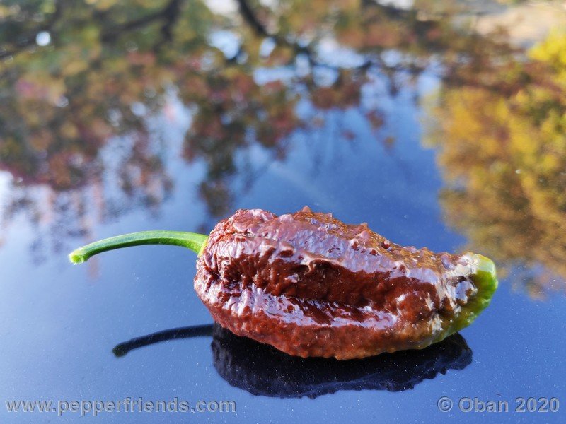 bhut-jolokia-chocolate_005_frutto_39.jpg