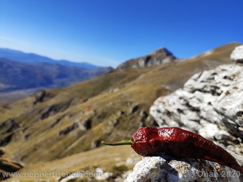 bhut-jolokia-chocolate_005_frutto_41.jpg