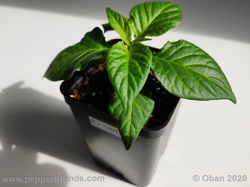 bhut-jolokia-chocolate_005_pianta_03.jpg