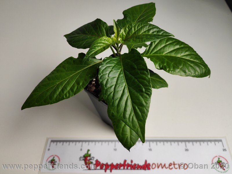 bhut-jolokia-chocolate_005_pianta_04.jpg