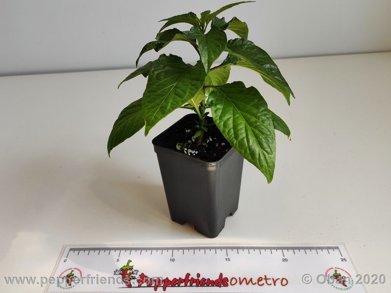 bhut-jolokia-chocolate_005_pianta_05.jpg