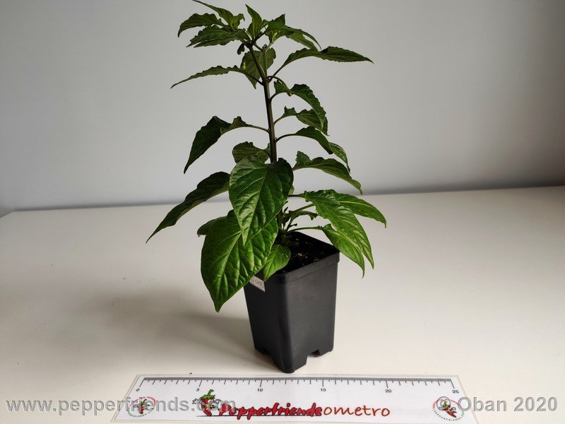 bhut-jolokia-chocolate_005_pianta_07.jpg