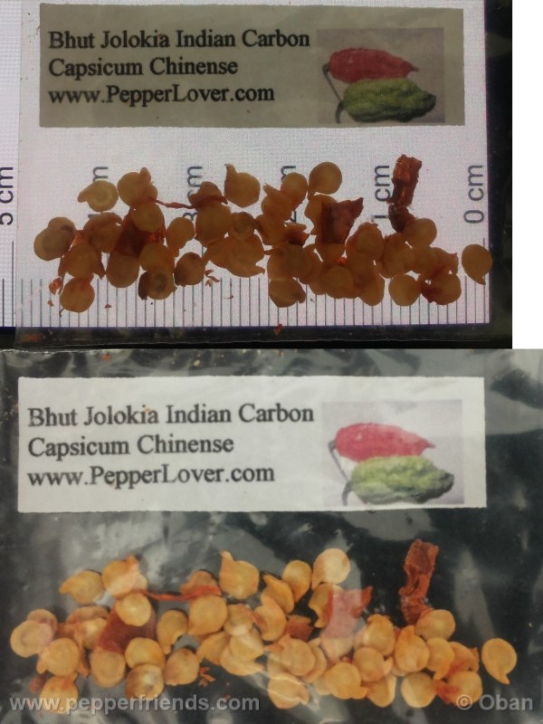 bhut-indian-carbon_001_asemi_01.jpg