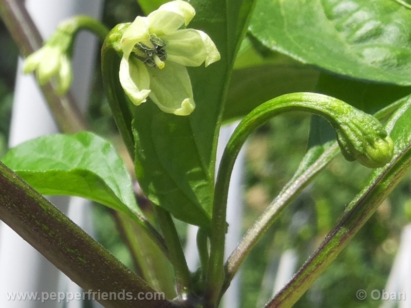 bhut-indian-carbon_001_fiore_01.jpg