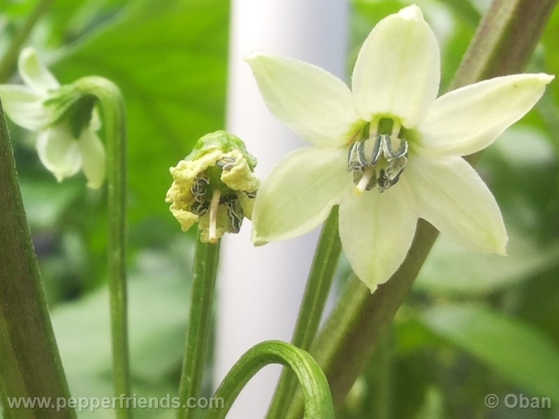 bhut-indian-carbon_001_fiore_02.jpg