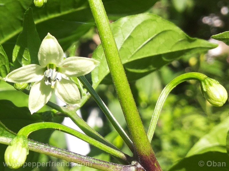 bhut-indian-carbon_001_fiore_04.jpg