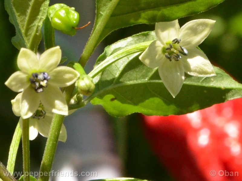 bhut-indian-carbon_001_fiore_05.jpg