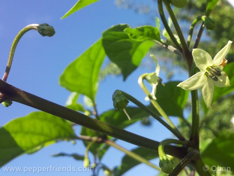 bhut-indian-carbon_001_fiore_08.jpg