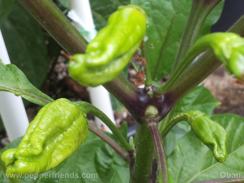 bhut-indian-carbon_001_frutto_02.jpg