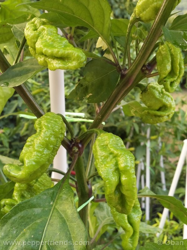 bhut-indian-carbon_001_frutto_03.jpg