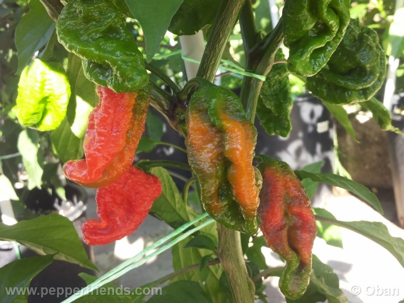 bhut-indian-carbon_001_frutto_06.jpg