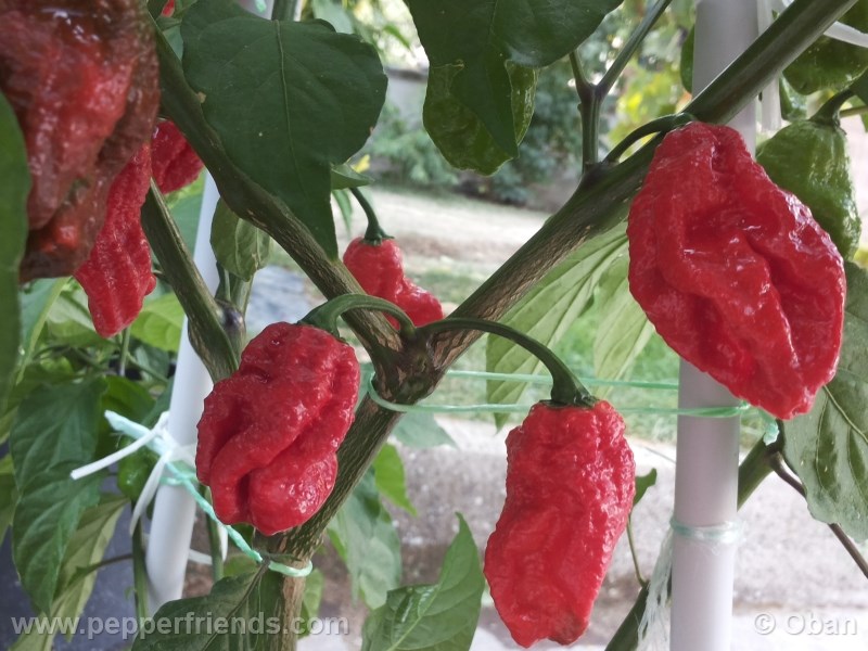 bhut-indian-carbon_001_frutto_07.jpg