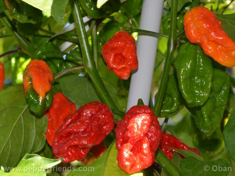 bhut-indian-carbon_001_frutto_08.jpg