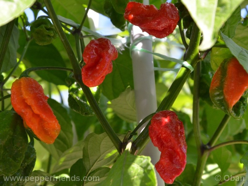 bhut-indian-carbon_001_frutto_09.jpg