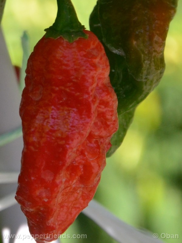 bhut-indian-carbon_001_frutto_10.jpg