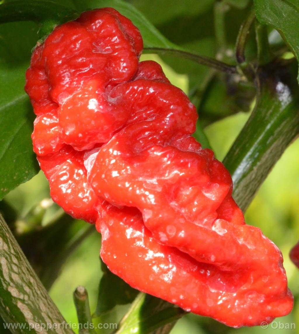 bhut-indian-carbon_001_frutto_11.jpg