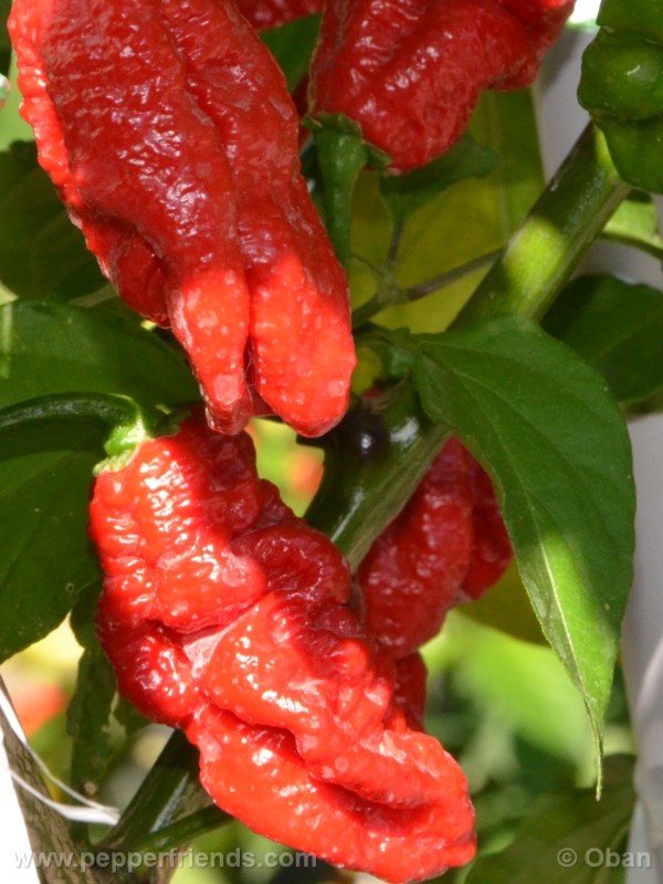 bhut-indian-carbon_001_frutto_12.jpg