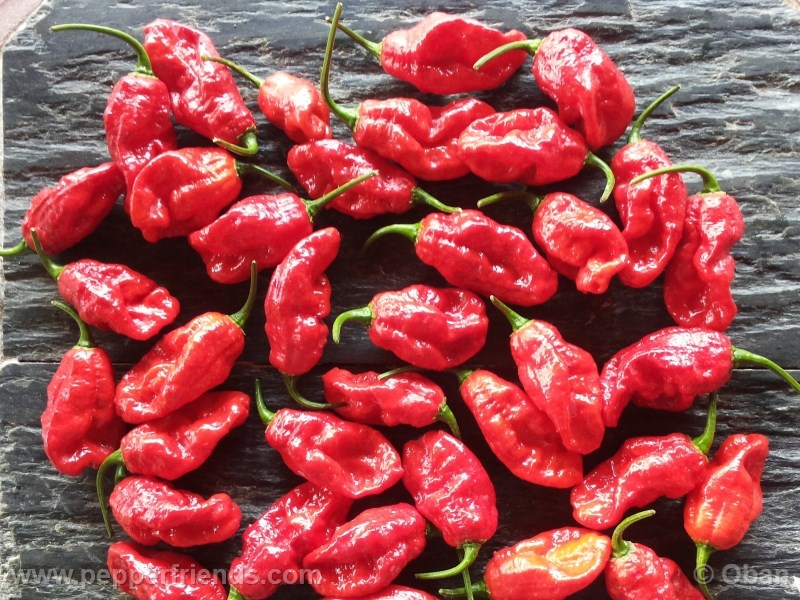 bhut-indian-carbon_001_frutto_17.jpg