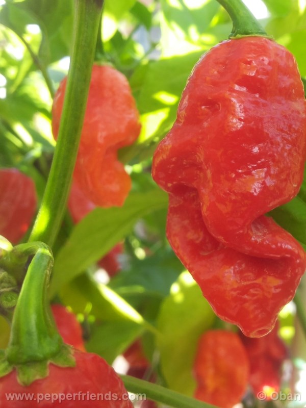 bhut-indian-carbon_001_frutto_18.jpg