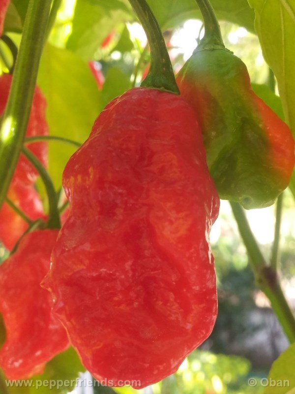 bhut-indian-carbon_001_frutto_19.jpg