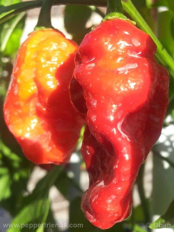 bhut-indian-carbon_001_frutto_20.jpg