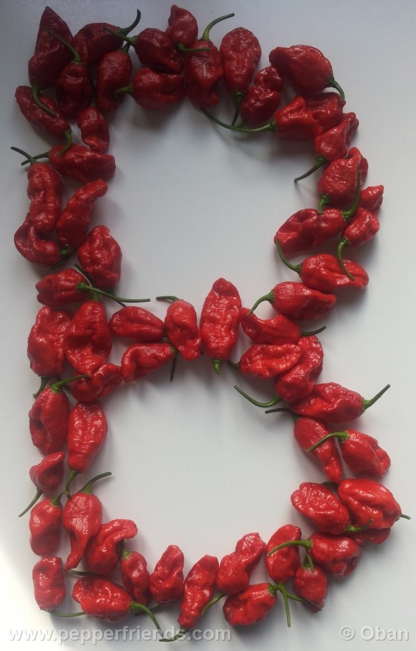 bhut-indian-carbon_001_frutto_23.jpg