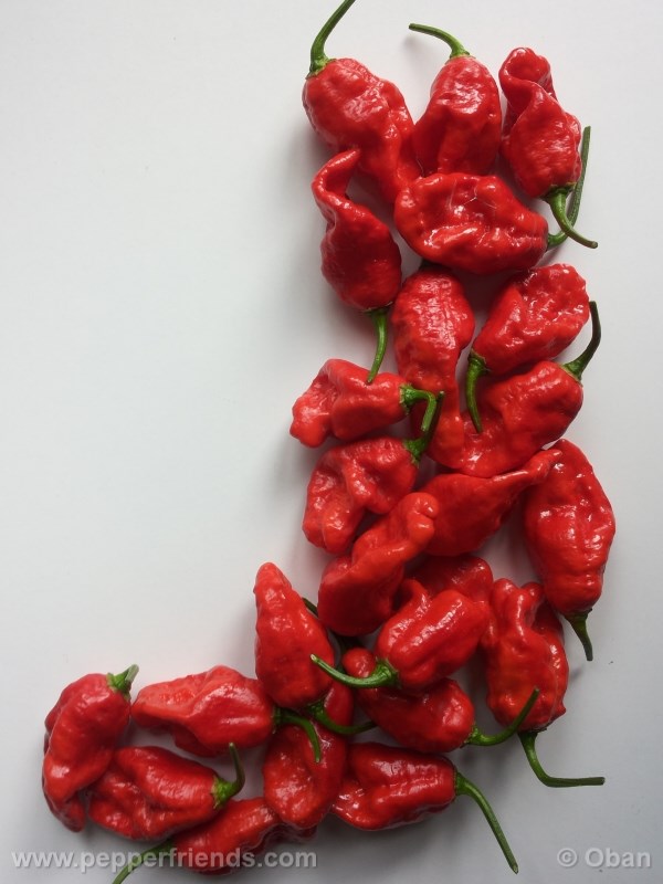 bhut-indian-carbon_001_frutto_24.jpg