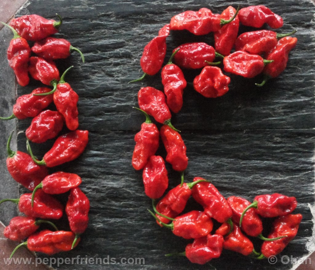 bhut-indian-carbon_001_frutto_25.jpg