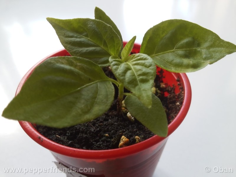 bhut-indian-carbon_001_pianta_02.jpg