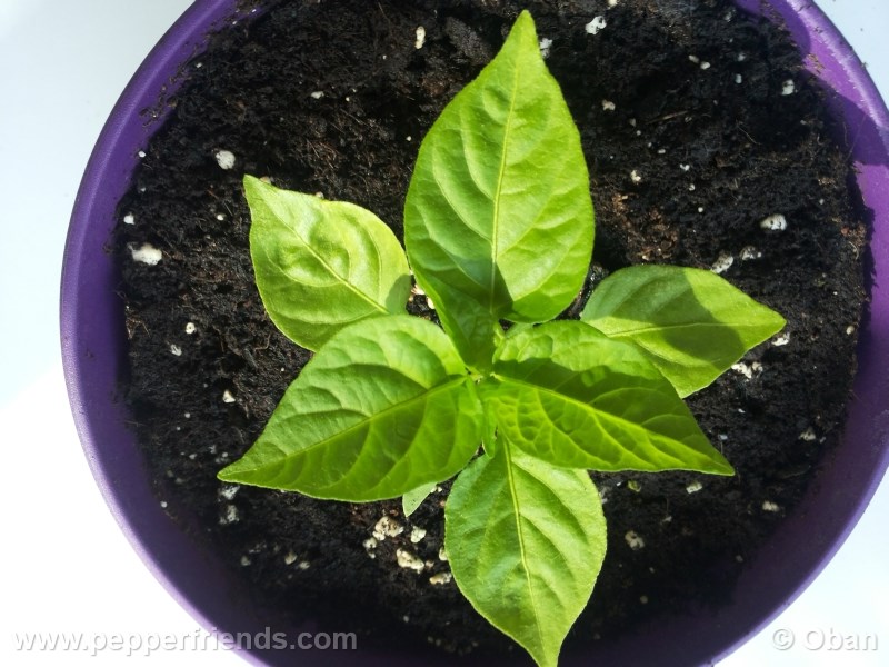 bhut-indian-carbon_001_pianta_03.jpg