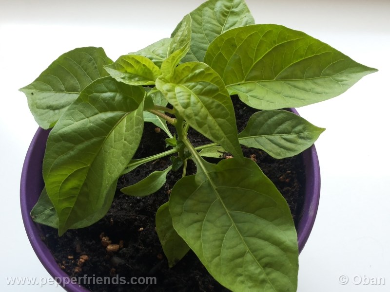 bhut-indian-carbon_001_pianta_05.jpg