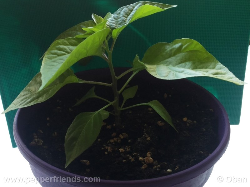 bhut-indian-carbon_001_pianta_06.jpg