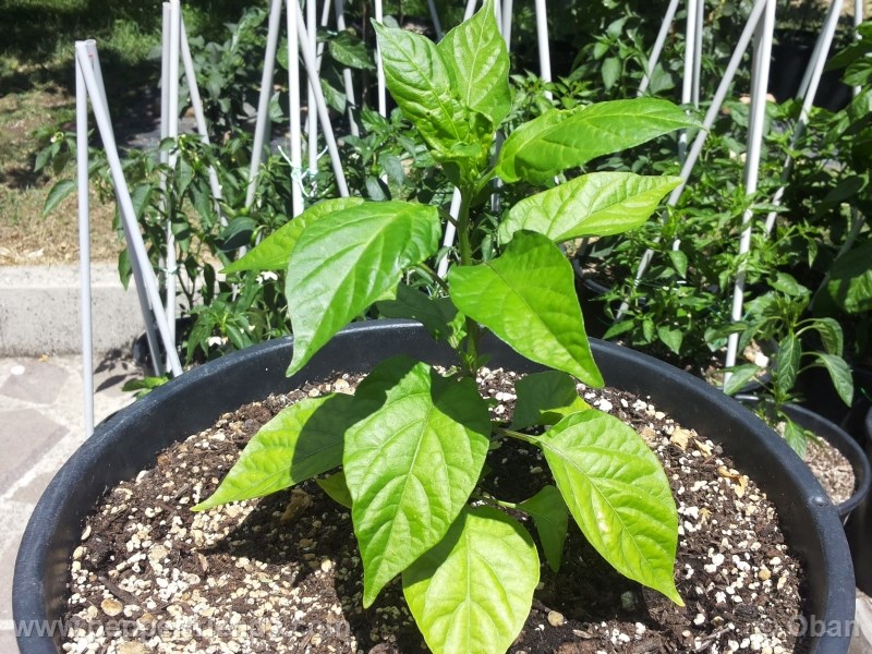 bhut-indian-carbon_001_pianta_07.jpg