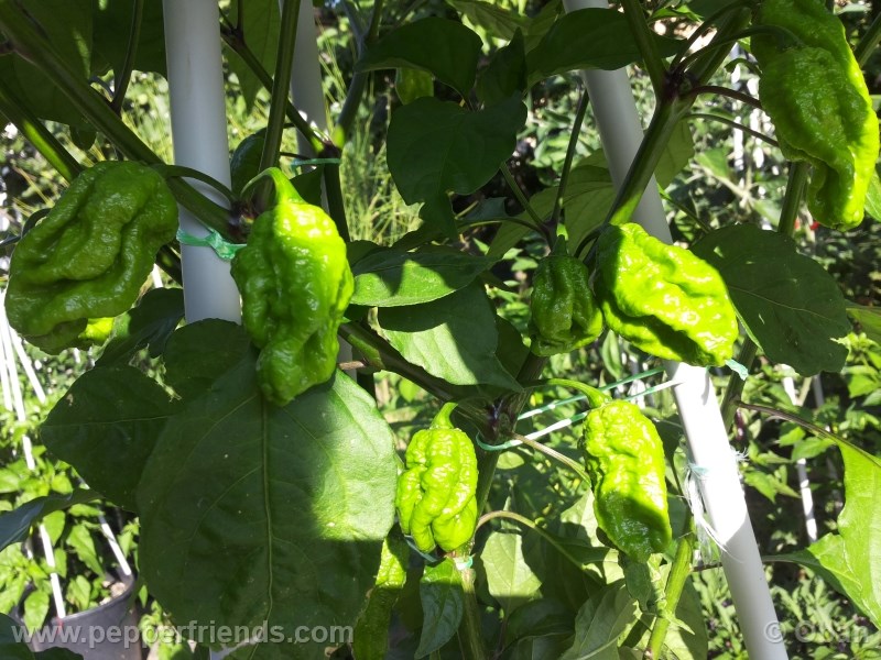 bhut-indian-carbon_001_pianta_10.jpg