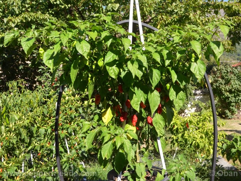 bhut-indian-carbon_001_pianta_11.jpg