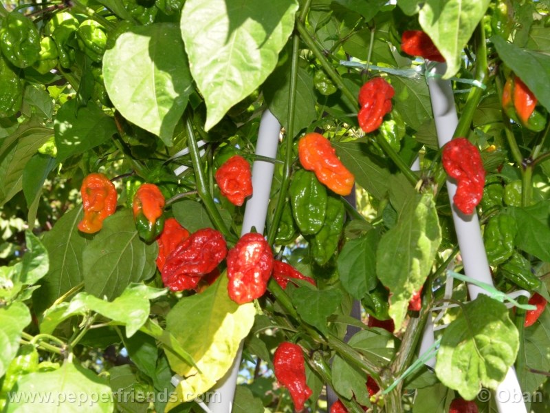 bhut-indian-carbon_001_pianta_12.jpg