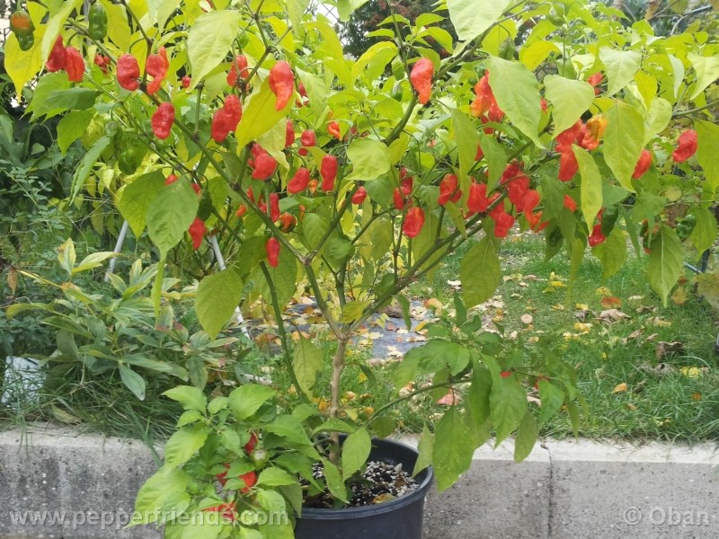 bhut-indian-carbon_001_pianta_16.jpg