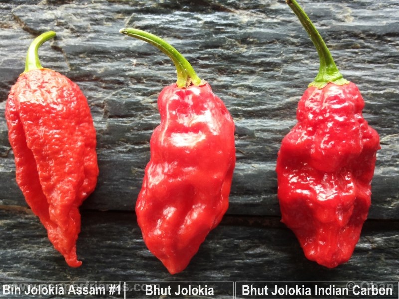 bhut-indian-carbon_001_x_15.jpg