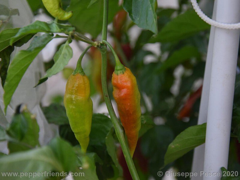 bhut-jolokia-caramel_001_24_NewBJCaramel_JF01_024.jpg