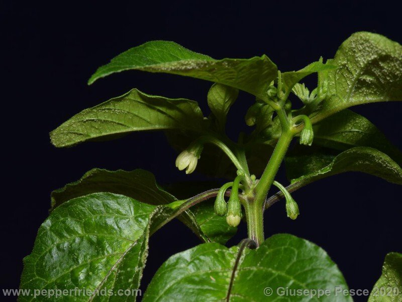 bhut-jolokia-caramel_001_7_NewBJCaramel_JF01_007.jpg