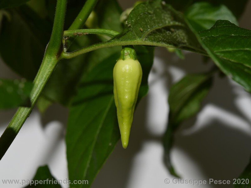 bhut-jolokia-caramel_001_8_NewBJCaramel_JF01_008.jpg